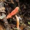 Stropharia aurantiaca